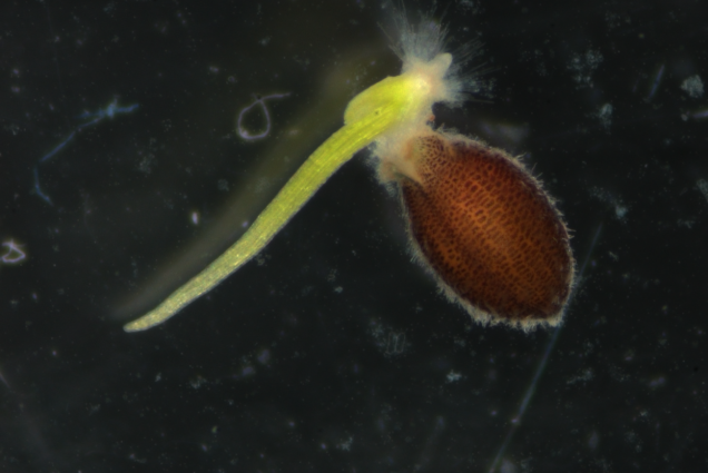 A green spike protrudes from a brown seed against a black background.