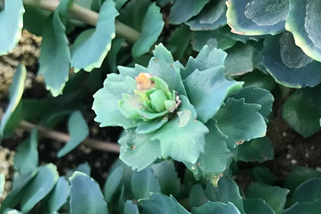 Picture of a golden root plant